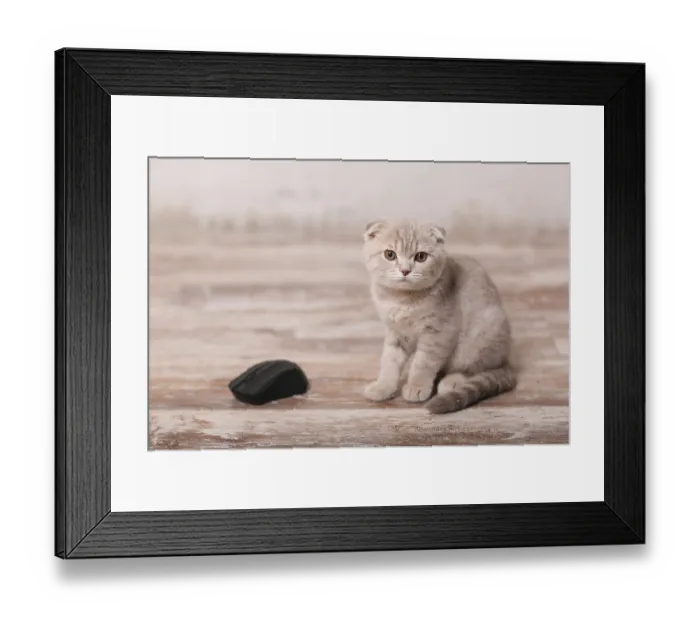 Framed Print : Scottish fold cat and computer mouse Framed Print : Scottish fold cat and computer mouse