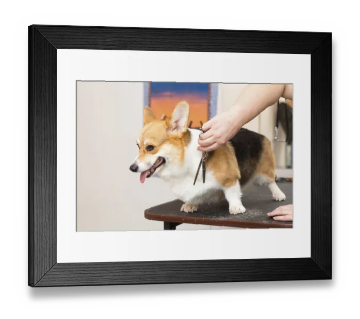 Framed Print : Pet groomer with scissors cut the fur dog corgi