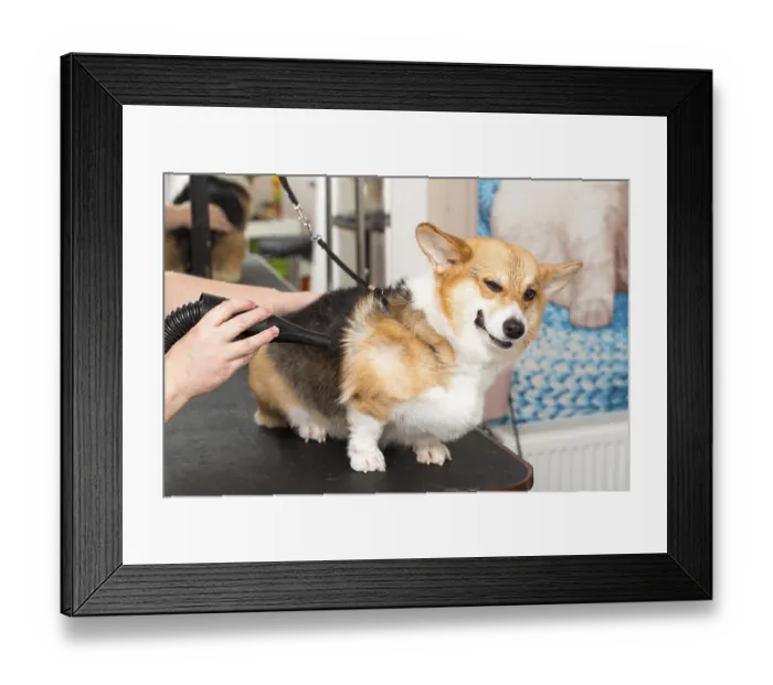 Framed Print : Dog Corgi Drying Pet Grooming and hairstyle Concept
