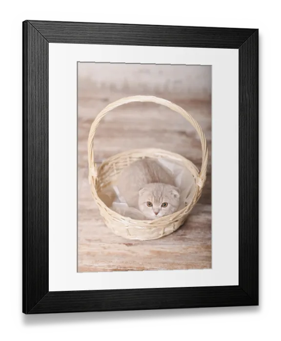 Framed Print : Scottish fold pussy cat on beige background Framed Print : Scottish fold pussy cat on beige background