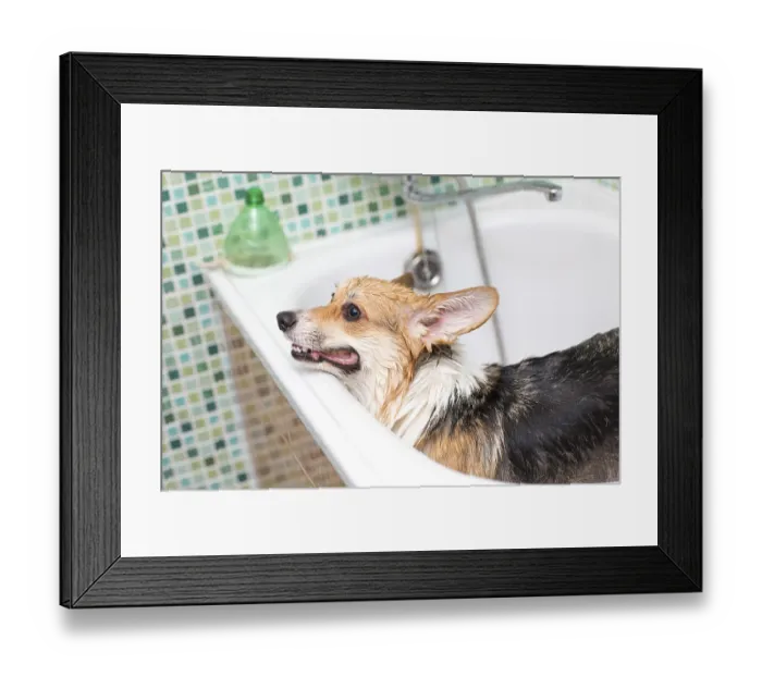 Framed Print : Corgi dog washes in the bathroom. Pet grooming Framed Print : Corgi dog washes in the bathroom. Pet grooming