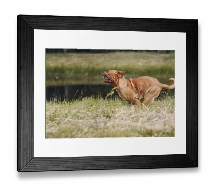 Framed Print : Portrait running Dogue de Bordeaux Framed Print : Portrait running Dogue de Bordeaux