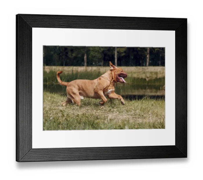 Framed Print : Portrait running Dogue de Bordeaux