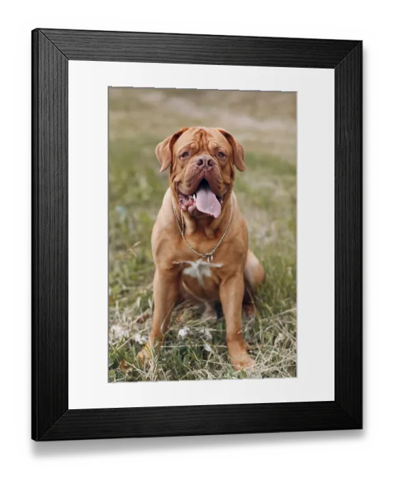 Framed Print : Portrait Dogue de Bordeaux. Dog French Mastiff pet Framed Print : Portrait Dogue de Bordeaux. Dog French Mastiff pet