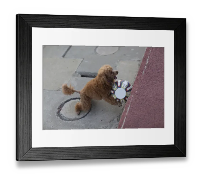 Framed Print : Poodle dog playing with leather Soccer ball Framed Print : Poodle dog playing with leather Soccer ball