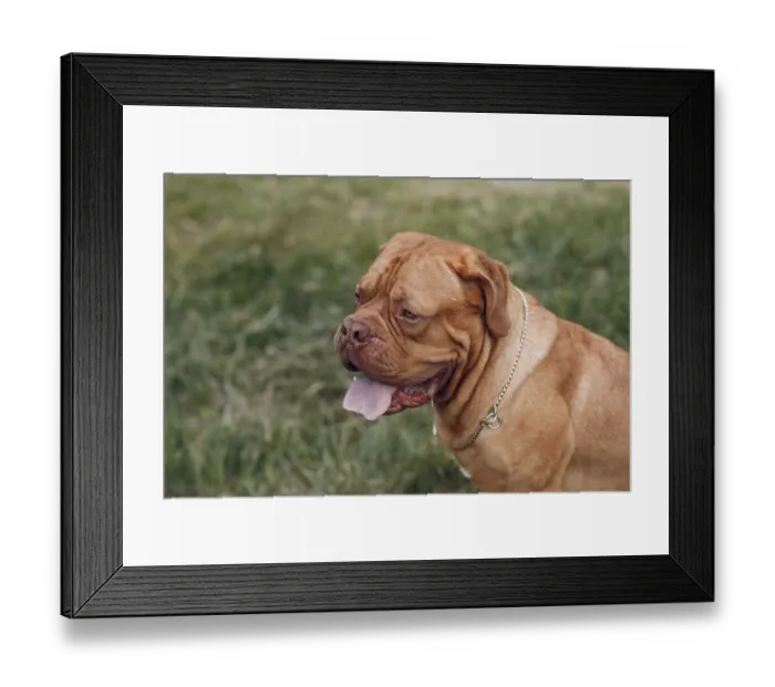 Framed Print : Portrait profile Dogue de Bordeaux