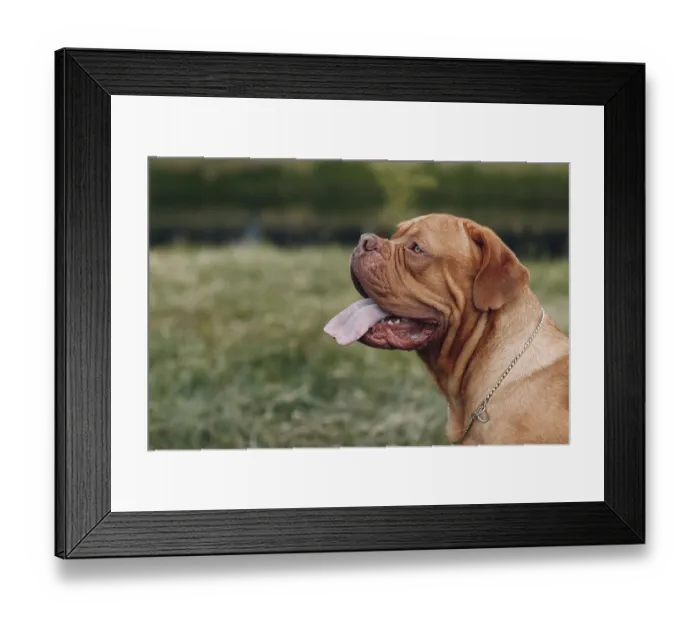 Framed Print : Portrait Dogue de Bordeaux. Purebred French Mastiff dog