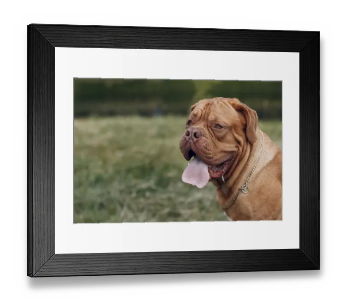 Framed Print : Portrait Dogue de Bordeaux. Dog mastiff pet