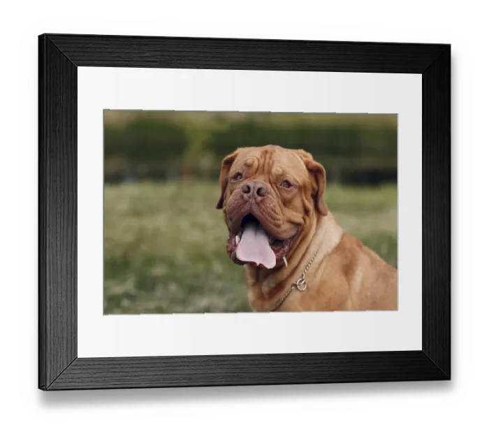 Framed Print : Portrait Dogue de Bordeaux. French Mastiff pet Framed Print : Portrait Dogue de Bordeaux. French Mastiff pet