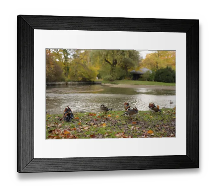Framed Print : Mandarin duck (Aix galericulata) Framed Print : Mandarin duck (Aix galericulata)