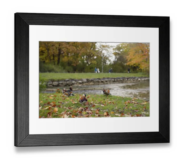 Framed Print : Mandarin duck (Aix galericulata)