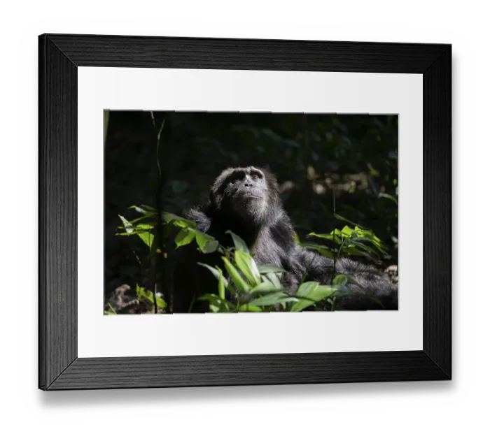 Framed Print : Animal portrait, chimpanzee (Pan Troglodytes)