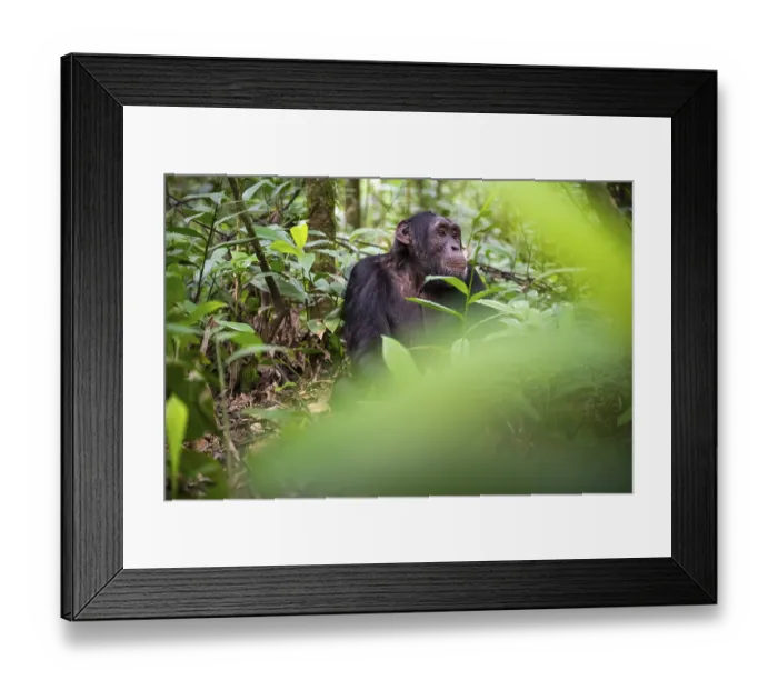Framed Print : Chimpanzee (Pan Troglodytes), young animal