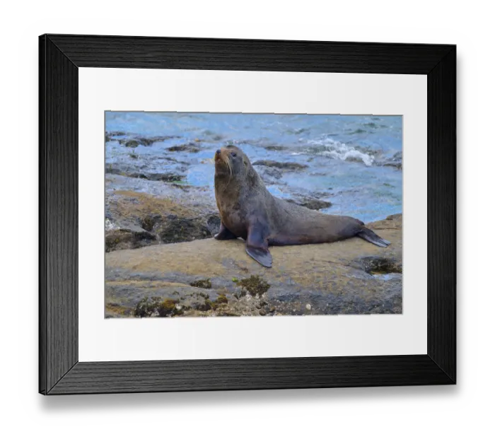 Framed Print : Seal lying stretched out on rocks near water in natural surroundings Framed Print : Seal lying stretched out on rocks near water in natural surroundings