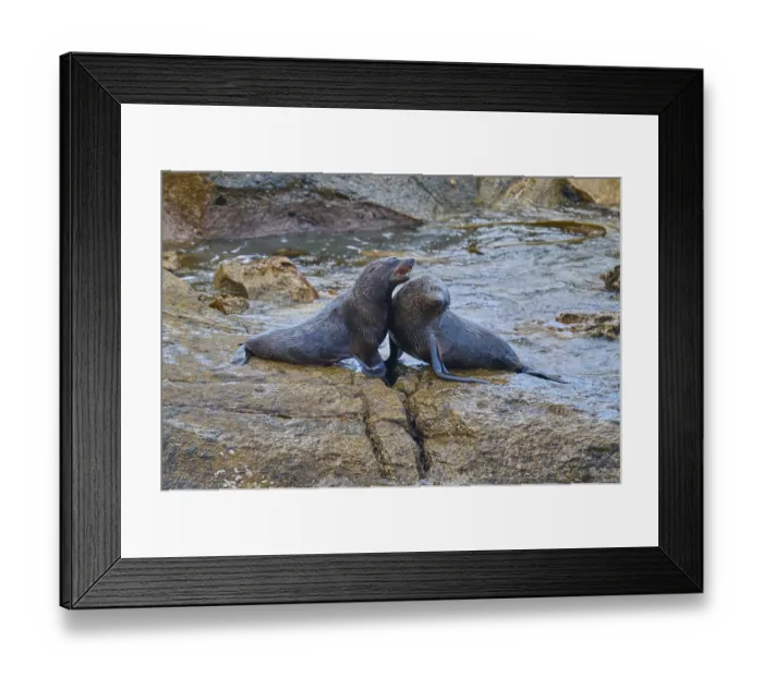 Framed Print : A pair of seals tenderly lean together on a rock