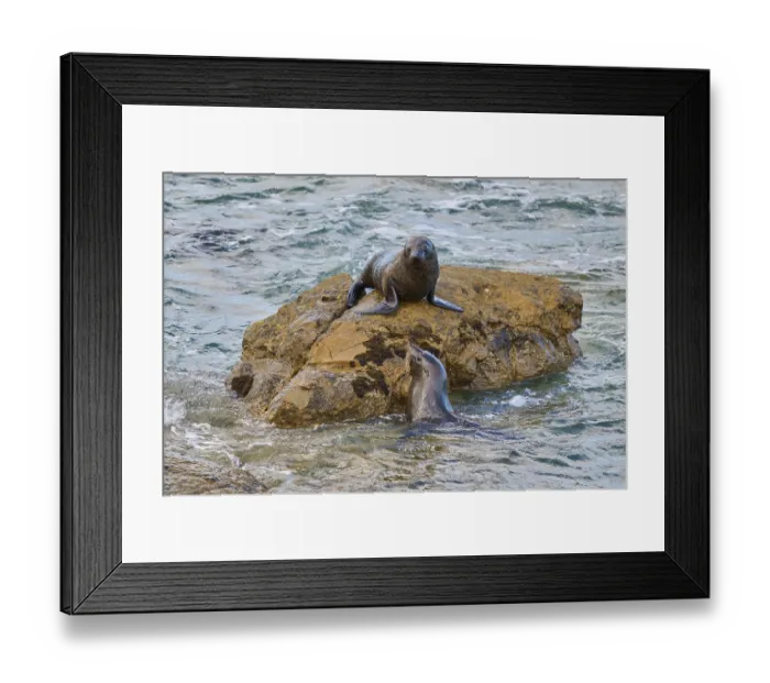 Framed Print : A seal on a rock bends towards one in water