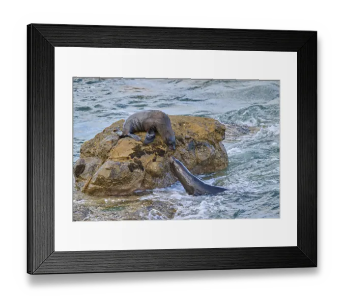 Framed Print : A seal in water approaches one on a rock