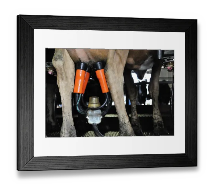 Framed Print : ibxwbk11357020 Framed Print : ibxwbk11357020