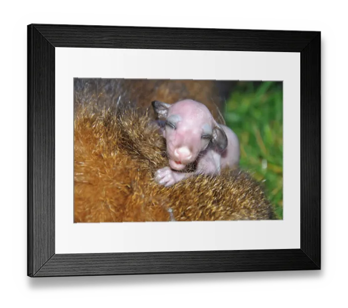 Framed Print : ibxwbk11357393 Framed Print : ibxwbk11357393