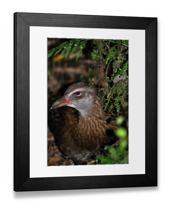 Framed Print : ibxwbk11357409