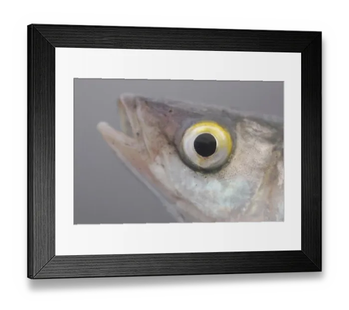 Framed Print : ibxwbk11357424