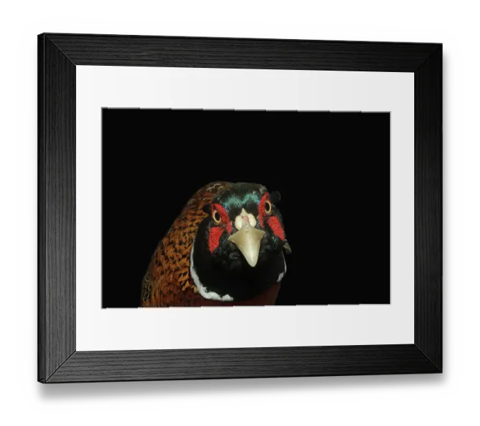 Framed Print : ibxwbk11357427