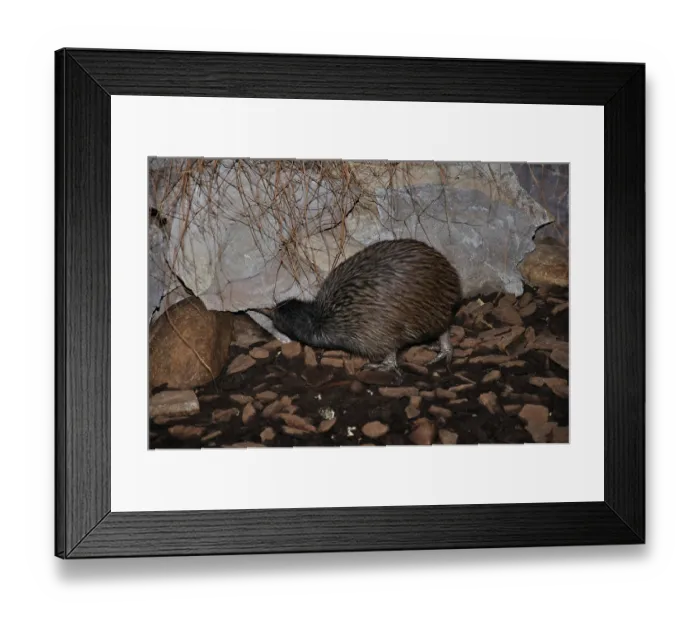 Framed Print : ibxwbk11357430