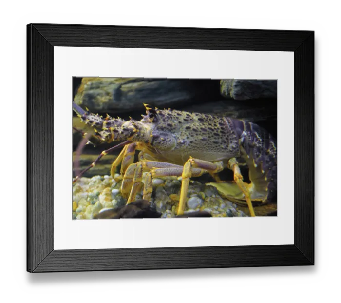 Framed Print : ibxwbk11357432