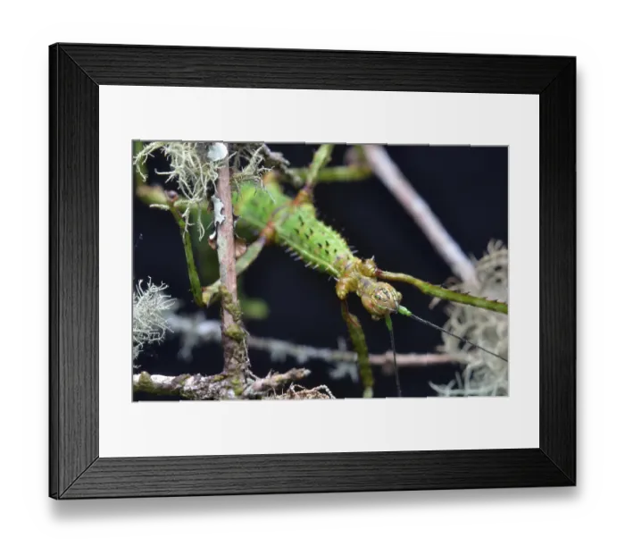 Framed Print : ibxwbk11357446