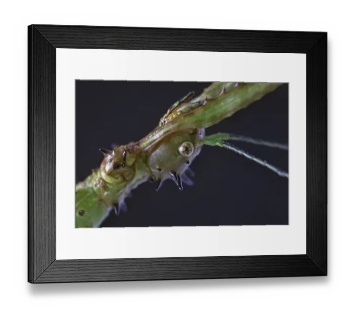 Framed Print : ibxwbk11357449