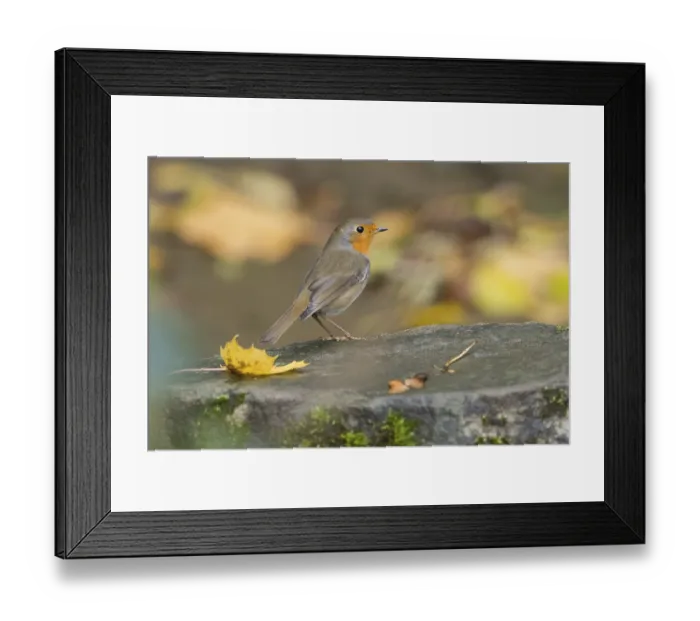 Framed Print : A robin (Erithacus rubecula) stands on a stone with autumn leaves and moss Framed Print : A robin (Erithacus rubecula) stands on a stone with autumn leaves and moss