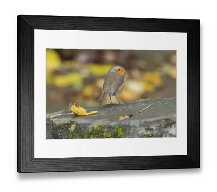 Framed Print : A robin (Erithacus rubecula) on a stone ground with an autumn background Framed Print : A robin (Erithacus rubecula) on a stone ground with an autumn background