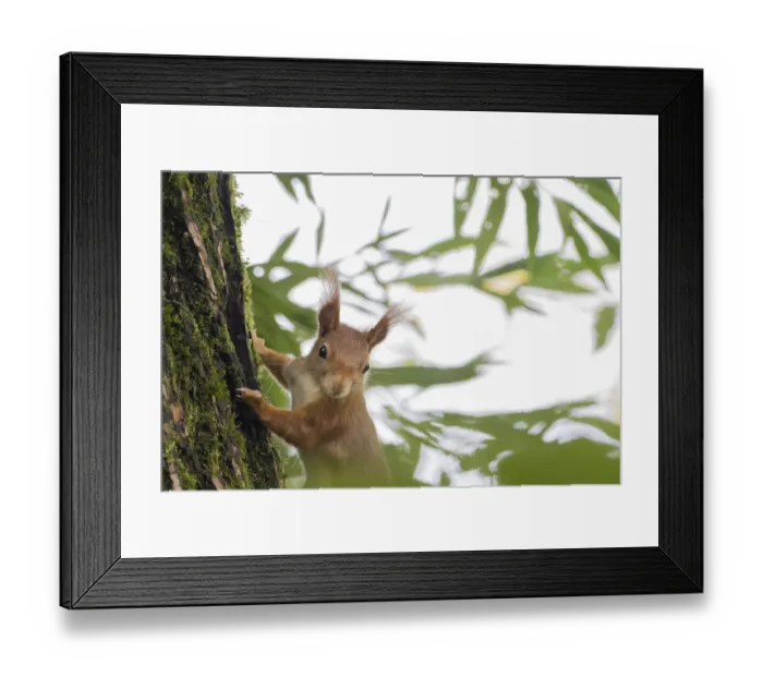 Framed Print : A squirrel (Sciurus vulgaris) clings to a tree surrounded by green leaves Framed Print : A squirrel (Sciurus vulgaris) clings to a tree surrounded by green leaves