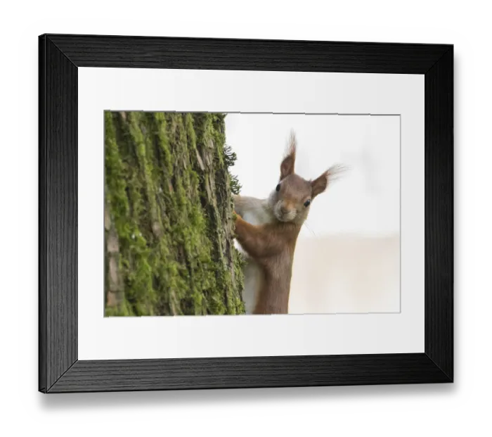 Framed Print : A curious squirrel (Sciurus vulgaris) looks out from behind a moss-covered tree