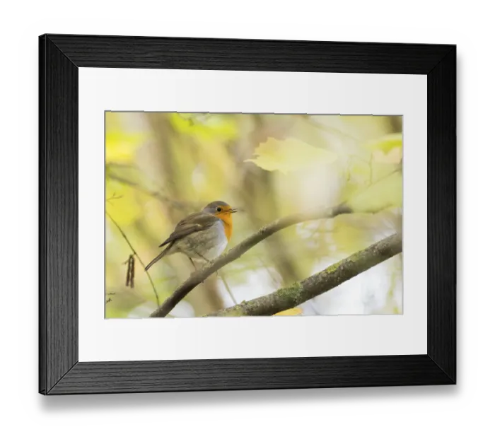 Framed Print : Robin (Erithacus rubecula) on a branch between softly lit autumn leaves in a natural environment