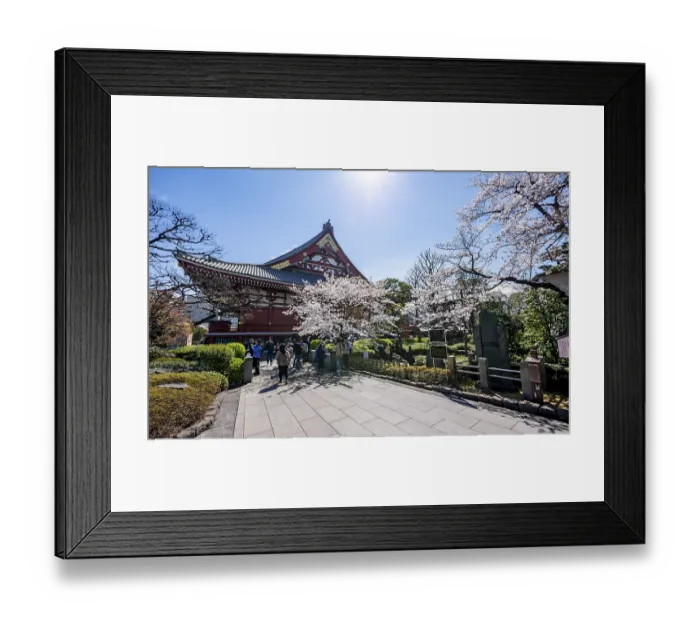 Framed Print : Blooming cherry trees and red-gold roof gable of a temple building