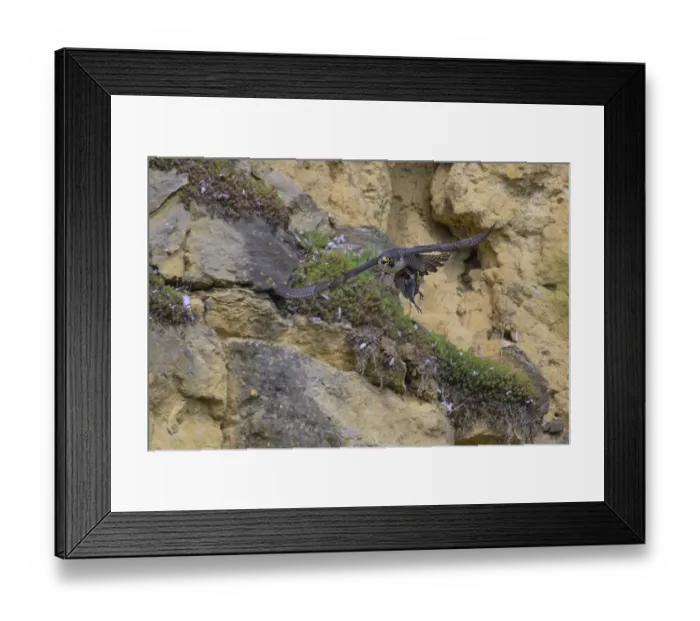 Framed Print : Peregrine falcon (Falco peregrinus) Framed Print : Peregrine falcon (Falco peregrinus)