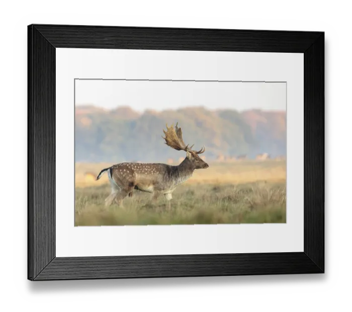Framed Print : Fallow Deer, Dama dama, buck walking on the grass at the Eremitagesletten in Dyrehave Framed Print : Fallow Deer, Dama dama, buck walking on the grass at the Eremitagesletten in Dyrehave