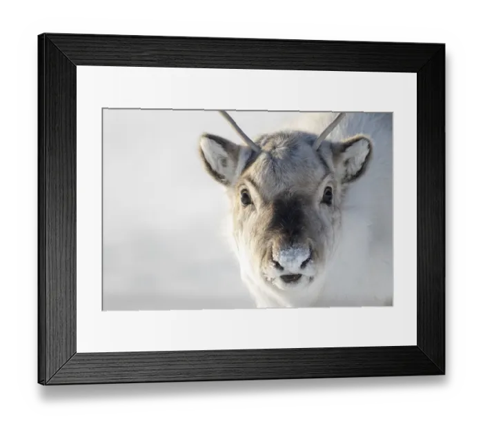 Framed Print : Wild Reindeer, Rangifer tarandus platyrhynchus Framed Print : Wild Reindeer, Rangifer tarandus platyrhynchus