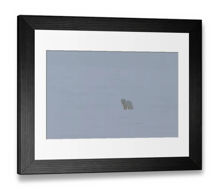 Framed Print : Arctic fox, Vulpes lagopus, on the snow in arctic Svalbard