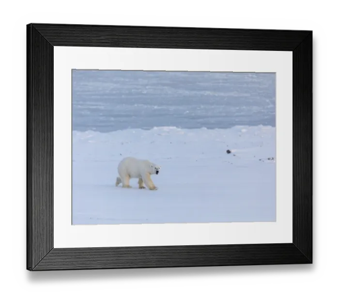 Framed Print : Polar Bear, Ursus maritimus, walking on the snow next to the frozen fjord Billefjorden