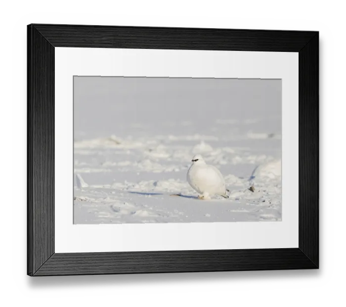 Framed Print : Svalbard Rock ptarmigan, Lagopus muta hyperborea