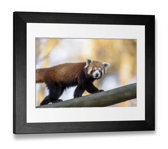 Framed Print : Red panda or Lesser panda, Ailurus fulgens Framed Print : Red panda or Lesser panda, Ailurus fulgens
