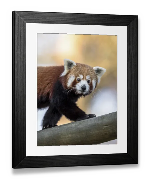 Framed Print : Red panda or Lesser panda, Ailurus fulgens Framed Print : Red panda or Lesser panda, Ailurus fulgens