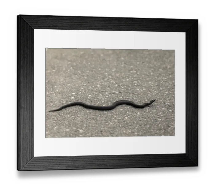 Framed Print : Common European viper - Vipera berus - melanistic black reptile crossing asphalt road