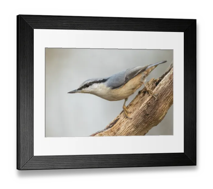 Framed Print : Eurasian Nuthatch Sitta europaea in the autumn