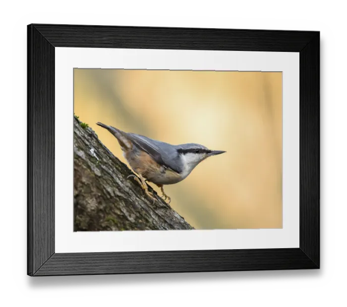 Framed Print : Eurasian Nuthatch Sitta europaea in the autumn
