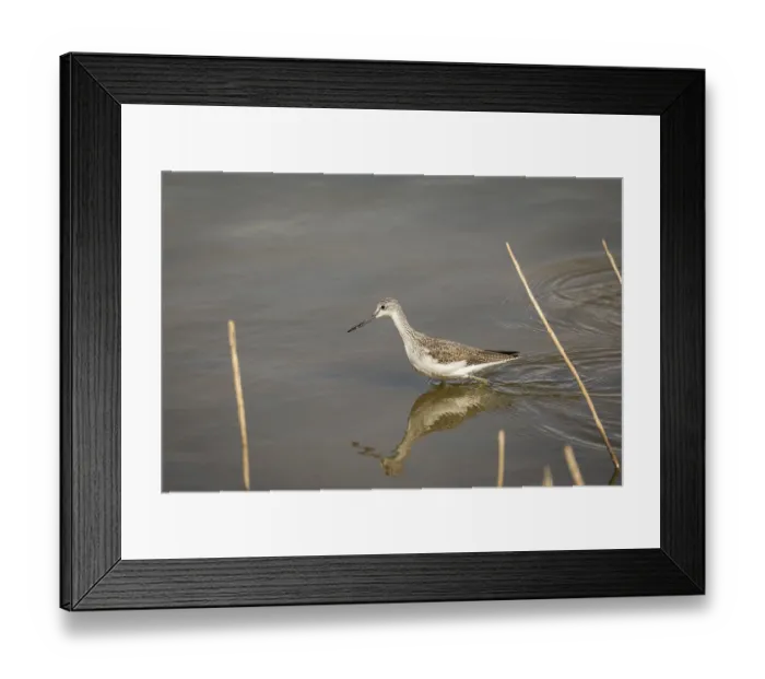 Framed Print : Common Greenshank Tringa nebularia