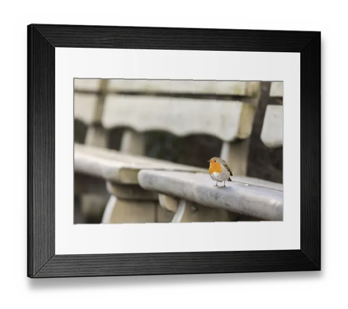 Framed Print : European robin, Erithacus rubecula