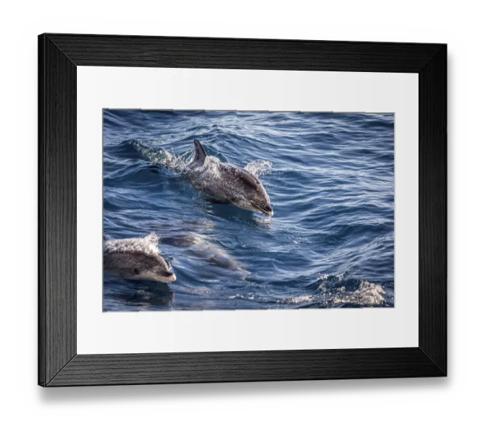 Framed Print : Atlantic spotted dolphins, Stenella frontalis